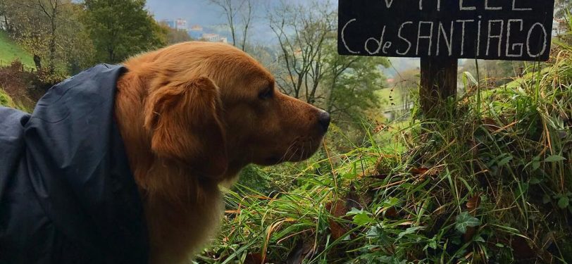dog camino de santiago