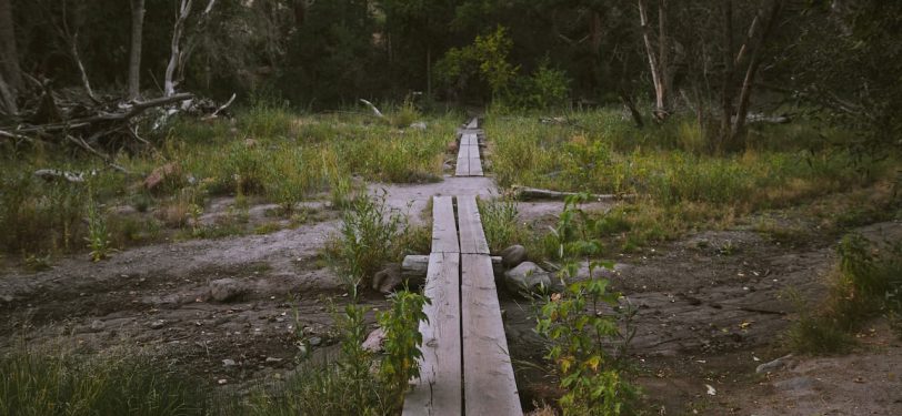 trail wood path